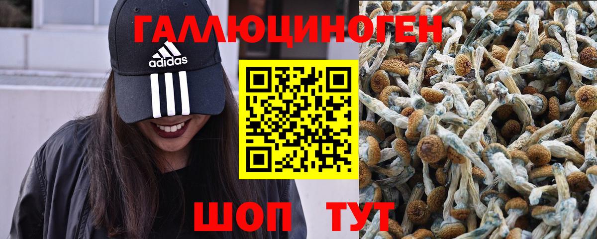 Сокол  Псилоцибиновые грибы MAGIC MUSHROOMS  Вход с VPN 